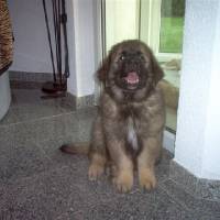 Leo 12 